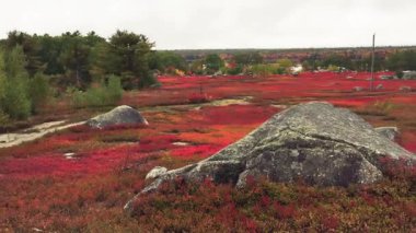 Sonbahar mevsiminde çayırların kırmızı renkleri.