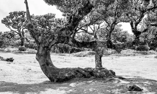美丽的月桂树下午落日在葡萄牙马德拉的法纳尔森林 古老的月桂树 夏日的自然景观 — 图库照片