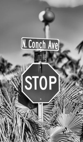佛罗里达州Conch Key街道标志 背景为棕榈 — 图库照片