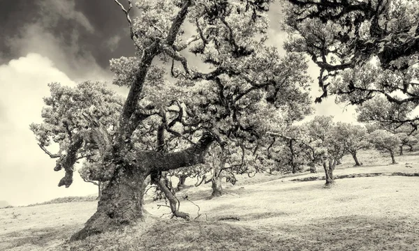 Vackra Lagerträd Eftermiddagssolnedgången Fanalskogen Madeira Portugal Forntida Lagerträd Landskap Utsikt — Stockfoto