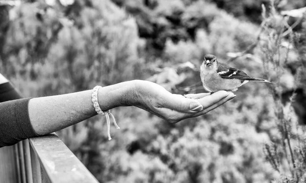 女性が手の手のひらから雀に餌をやります 鳥が女性の手の上に座り 種を食べる 動物の世話 — ストック写真