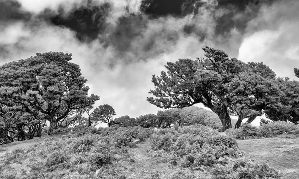Vackra Lagerträd Eftermiddagen Solnedgång Fanalskogen Madeira Portugal — Stockfoto
