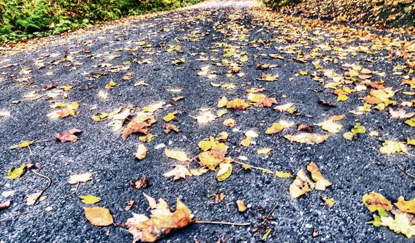 落叶季节道路上的树叶 — 图库照片