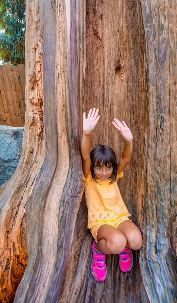 Jovem Meio Uma Árvore Sequoia Floresta — Fotografia de Stock