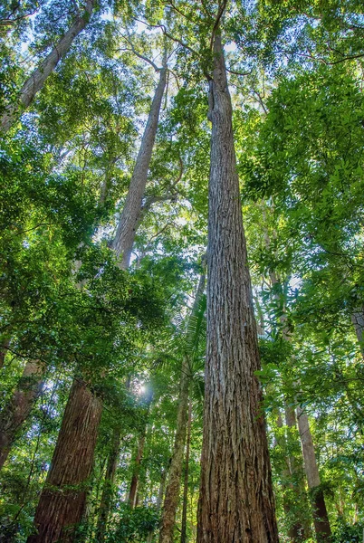 Удивительные Деревья Лес Острова Фрейзер Австралия — стоковое фото