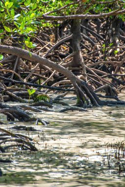 Daintree Ulusal Parkı 'nın güzel ağaçları, Queensland - Avustralya.
