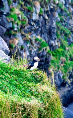 İzlanda 'da martı. Dik yamaçlardaki deniz kuşları. İzlanda 'da Westfjord' daki kuşlar. Vahşi hayvan yuvası