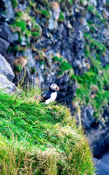 アイスランドのパフィン 崖の上の海鳥 アイスランドの西フィヨルドの鳥 野生動物生息地 — ストック写真