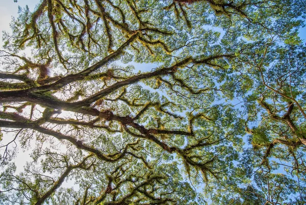 Krásné Větve Stromů Podél Cesty Národního Parku Daintree Queensland Austrálie — Stock fotografie