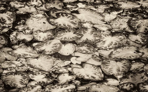 Эверглейдс Вид Сверху Болото Озеро Nenuphars Водяными Подушечками Лилии Естественный — стоковое фото