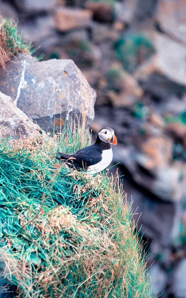 Papageitaucher Island Seevögel Steilen Klippen Vögel Westfjord Island Lebensraum Für — Stockfoto