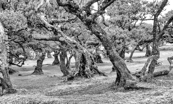 Piękne Drzewa Laurowe Popołudniowym Zachodzie Słońca Fanal Forest Madera Portugalia — Zdjęcie stockowe