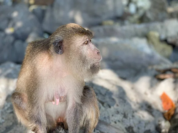 Μαϊμού Μια Παραλία Του Phi Phi Island Ταϊλάνδη — Φωτογραφία Αρχείου