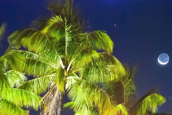 Tropische Palmen Unter Dem Mond — Stockfoto