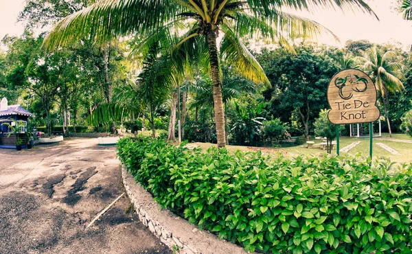 Vegetace Ocho Rios Jamajka — Stock fotografie