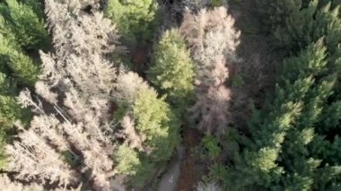 Aşağıya doğru hava görünümünü gazyağı Creek ve çevresindeki orman - Yeni Zelanda.