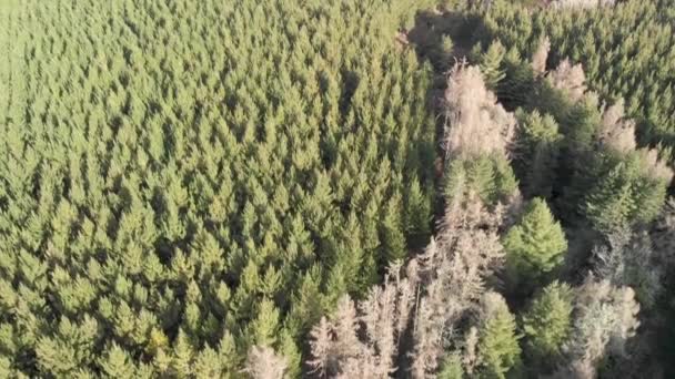 Downward Aerial View Kerosene Creek Surrounding Forest New Zealand — Stock Video