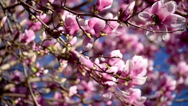Kwiat Kwitnąć Wiosną Kwiat Kwitnących Drzewa Magnolii Słoneczny Dzień — Wideo stockowe