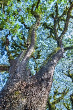 Queensland, Avustralya 'daki Daintree Ulusal Parkı yolunda güzel ağaç dalları var..