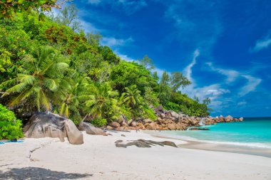 Palms along the beach of Seychelles Islands.