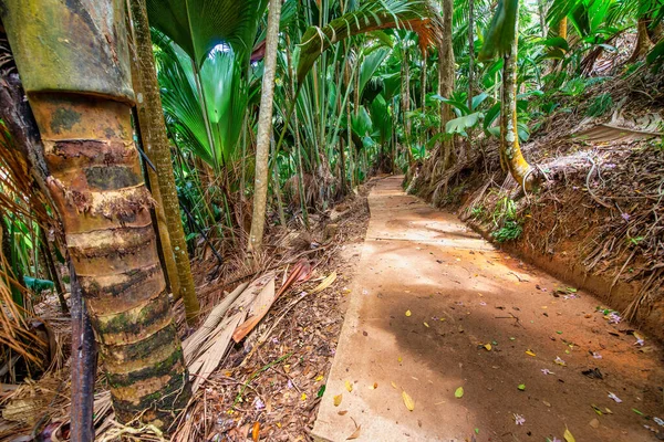 Beautiful Trail Seychelles Tropical Vegetation — Stok fotoğraf