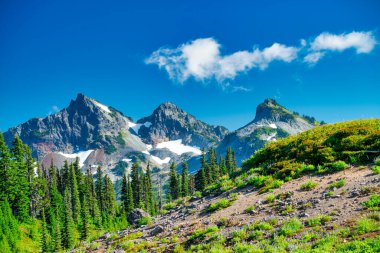 Rainier Dağı Ulusal Parkı 'nın güzel yaz manzarası, ABD