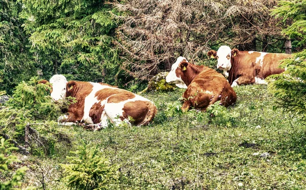 Αγελάδες Χαλαρώνοντας Ένα Ορεινό Λιβάδι — Φωτογραφία Αρχείου