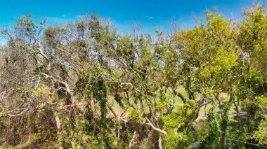Amazing aerial view of forest from drone, Florida - USA.