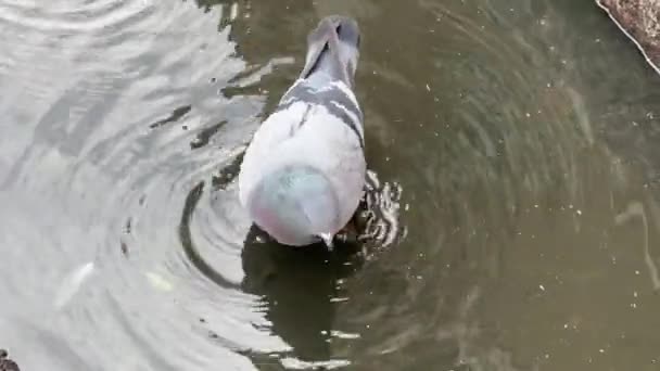 鳩は水たまりの中で喉の渇きを癒す — ストック動画