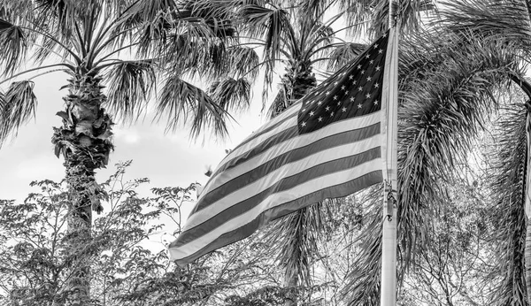 American flag against palms in Florida.