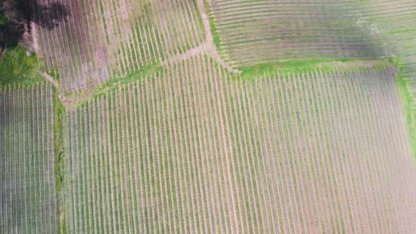 Aerial View Vineyards South Australia — Αρχείο Βίντεο