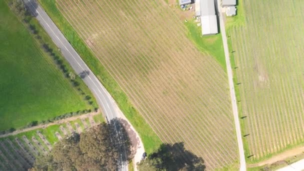 Aerial View Vineyards South Australia — Vídeo de Stock