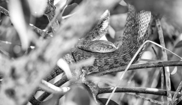 Pine Snake Nonvenomous Reptile Closeup Florida Usa — Stock Photo, Image