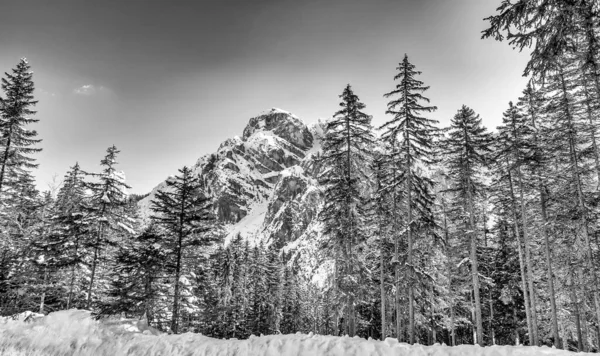 Alpin valley and trees in winter, surrounded by beautiful mountains.