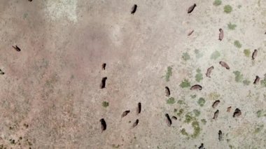 Herd of Bison or American Buffalo in high plains field in Utah, overhead aerial view.