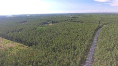 Yol boyunca orman havadan görünümü.