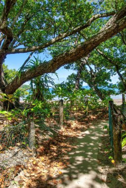 Trail to the beach in Daintree National Park, Australia.