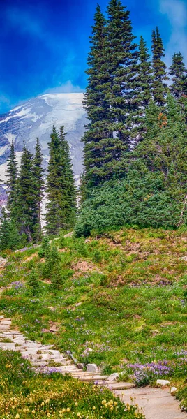 Beautiful Mountain Trail Summer Season — Stock Photo, Image