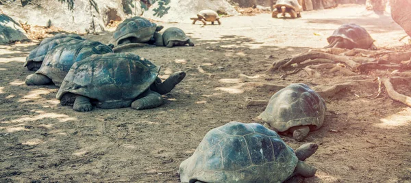 Aldabra Giant Tortoise Turtles Seychelles Beach — Stock Photo, Image
