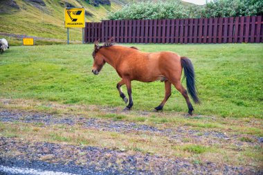 Horse riding along Iceland landscape.