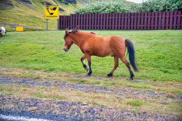 Horse Riding Iceland Landscape — Stock Photo, Image