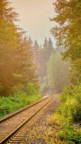 Railway Forest Haze Background — Stock Photo, Image