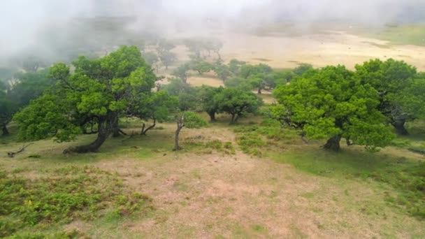 Мадейра Португалія Магічний Фанальний Ліс Частиною Лаурісільвського Лісу Повітряний Вид — стокове відео