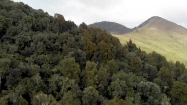 Aerial view of beautiful forest trees.