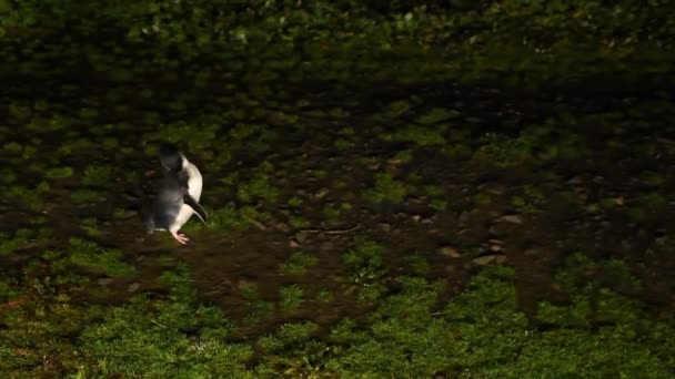 Pequeno Pinguim Sozinho Noite Austrália — Vídeo de Stock