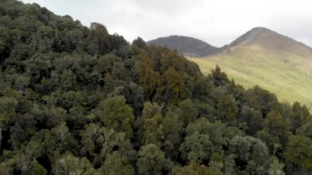 Uitzicht Vanuit Lucht Prachtige Bosbomen — Stockvideo