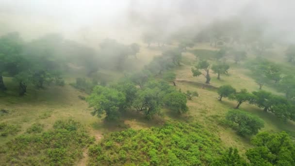 Мадейра Португалия Волшебный Фанальный Лес Является Частью Лаурисильвского Леса Вид — стоковое видео