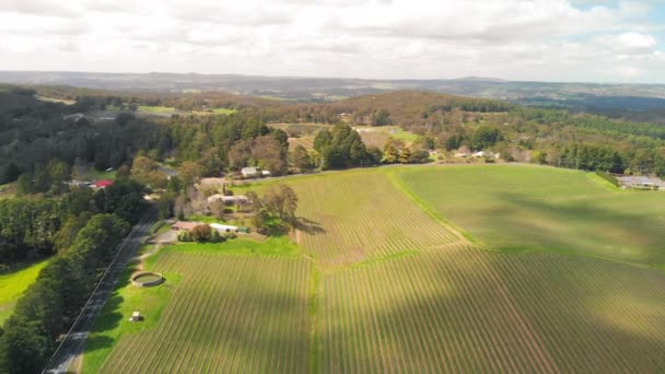 South Australia Vineyards Aerial View Drone — 비디오