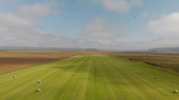 在冰岛的草地上 飞鸟飞过干草捆 — 图库视频影像