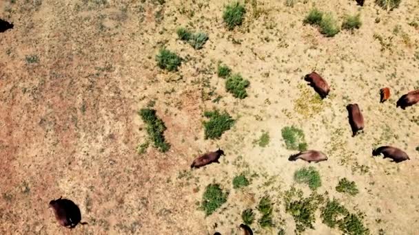 ユタ州の高地の平野地帯でバイソンかアメリカのバッファローの群れ 上空の空中の眺め — ストック動画